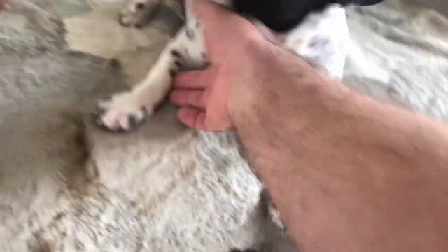 Мирка дай лапку !!!