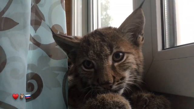 Рысь урчит как трактор смотреть онлайн