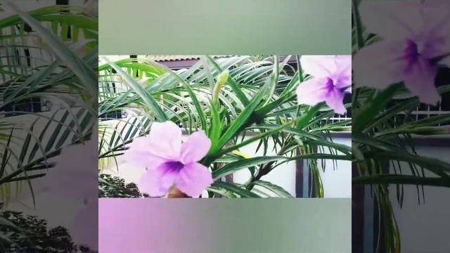 Mexican Petunia 🌸 Best Flowers Plant For Beginners || Summer Season Flowers смотреть онлайн