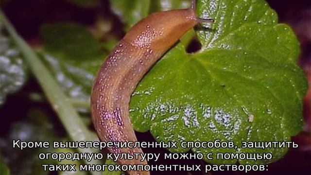 Чем обработать капусту от гусениц смотреть онлайн