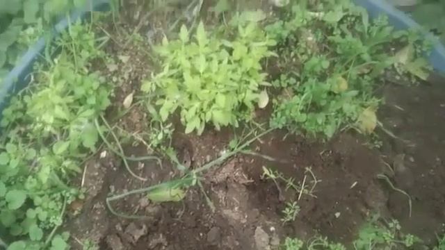 Как вырастить ранние помидоры?Готовим рассаду осенью. смотреть онлайн