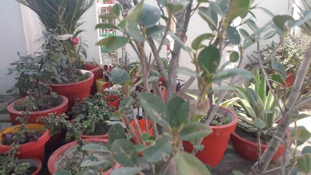 How to care about ficus panda||Complete care tips of panda ficus plant ||easy to maintain n design смотреть онлайн
