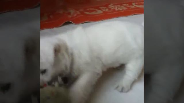 Щенки вест хайленд вайт терьера. Нам 5 недель. смотреть онлайн