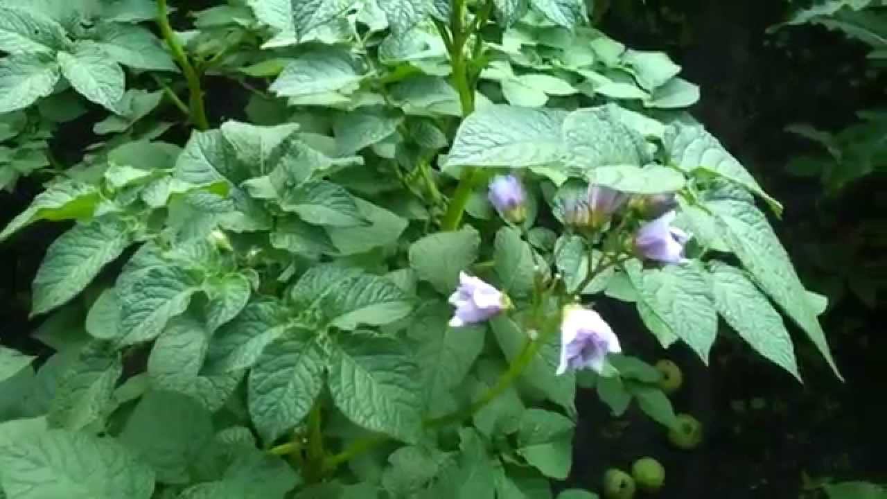Цветёт картофель смотреть онлайн