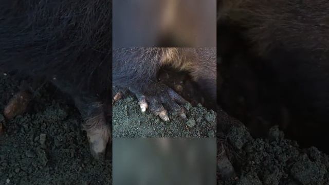 Трубкозуб – странное создание с кроличьими ушами и пятачком смотреть онлайн