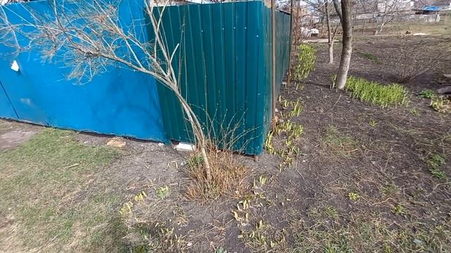 Покупка мотоцикла М72 54 г. в. Анонс...дальше будет: мотоцикл 1949 года+почти новый мотоцикл 70 смотреть онлайн