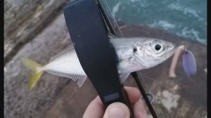 Ставрида на голавлиную блесну. Рыбалка на Чёрном море