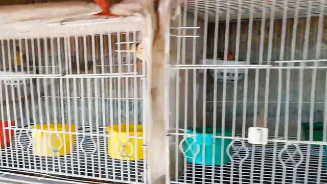 CALOR INSOPORTABLE.. ES HORA DE DESPARASITAR POLLOS EN EL AVIARIO FIN DE TEMPORADA. CANARIOS! смотреть онлайн