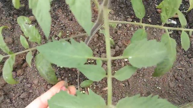 ТОМАТЫ В ТЕПЛИЦЕ. МАЙ 2018. ЛАТВИЯ смотреть онлайн