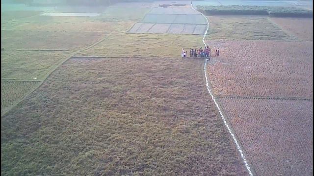 Drone flying on vast paddy field смотреть онлайн