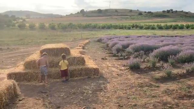 Лавандовая ферма в Болгарии. Почему на входе по русски написано: «не срывать лаванду»? смотреть онлайн