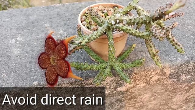 How to care Edithcolea grandis or Persian Carpet Exotic Succulent n Cactus plant 🌵 смотреть онлайн