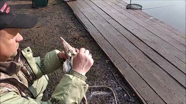 Утренний клёв осетра! Улов за три часа рыбалки! Клёвое место лосиный остров. смотреть онлайн