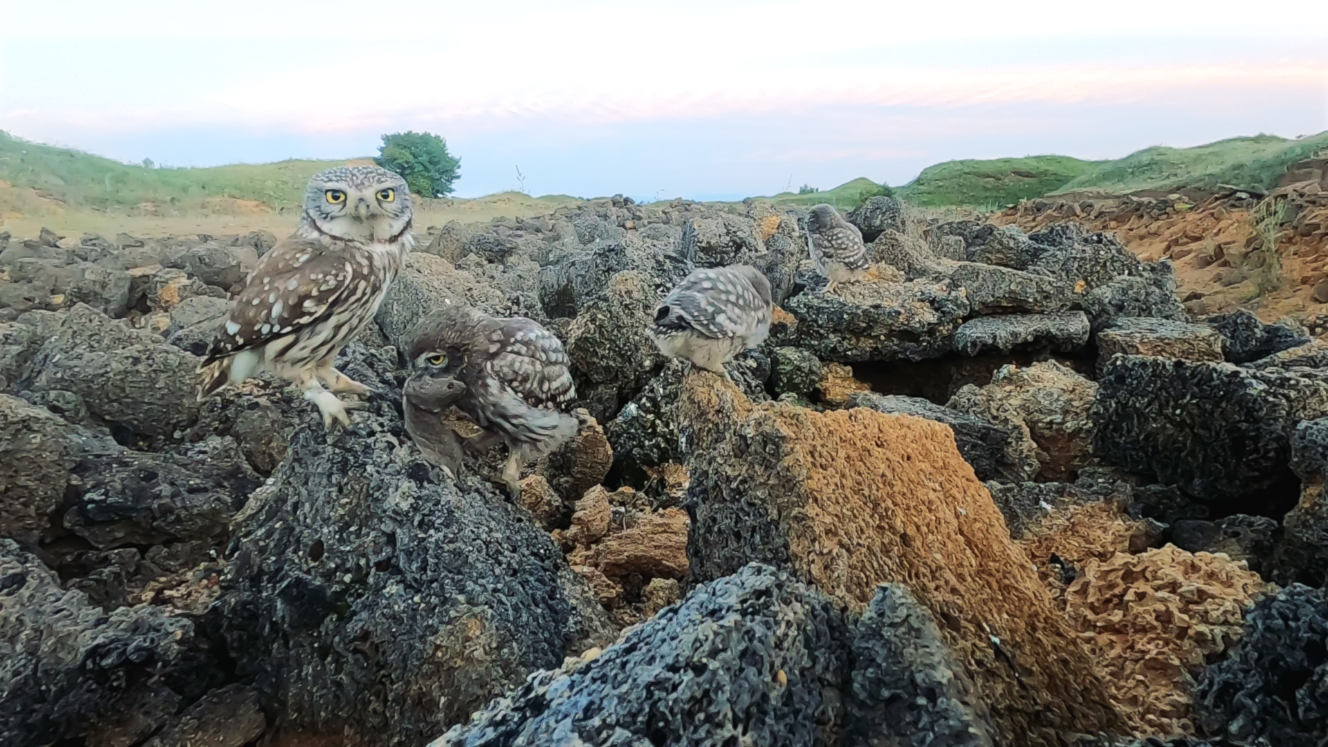 Домовые сычи. Мамка принесла жука, а папка целого мыша. смотреть онлайн