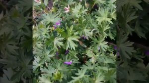 Герань кроваво-красная Тайни Монстр