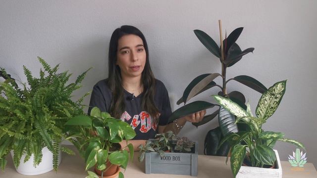 COMO CUIDAR Y MANTENER EL FICUS ELÁSTICA ROBUSTA, ÁRBOL DE CAUCHO O GOMERO смотреть онлайн