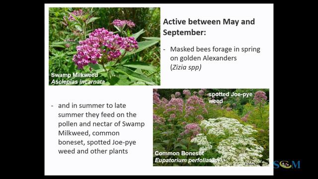 Bees in your back yard with Pam Cooper смотреть онлайн