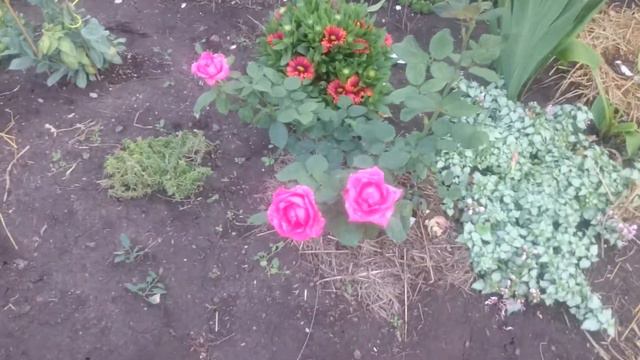 Мои первые розы. смотреть онлайн