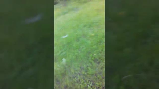 in the real Pitt bull dog / гуд Дог / питбуль смотреть онлайн