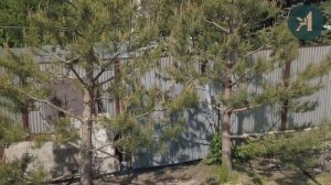 Как сделать ниваки из сосны? Формирование хвойных с Андреем Дарусенковым. Первая Академия сада.