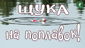 ЩУКА НА ПОПЛАВОК ОСЕНЬЮ В ДВУХ ШАГАХ ОТ ДОМА, РЫБАЛКА НА ЖИВЦА, ПРОСТАЯ СНАСТЬ ДЛЯ ЛОВЛИ ЩУКИ!