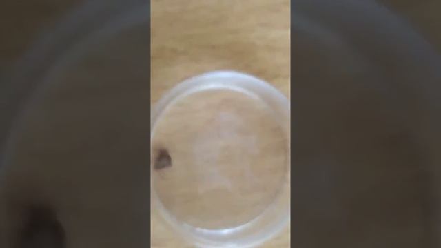 Клещи и эфирное масло Эвкалипта смотреть онлайн