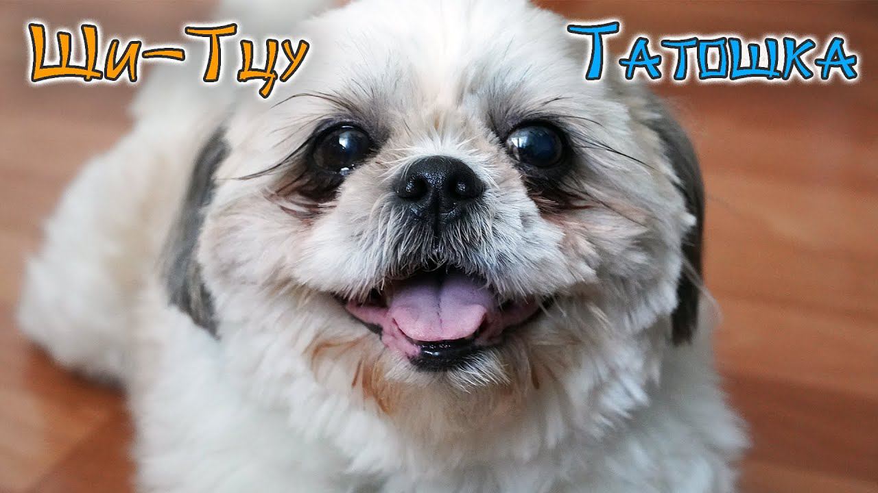 ШИ-ТЦУ по кличке Татошка остался жить у нас. Подробнее о собачке смотреть онлайн
