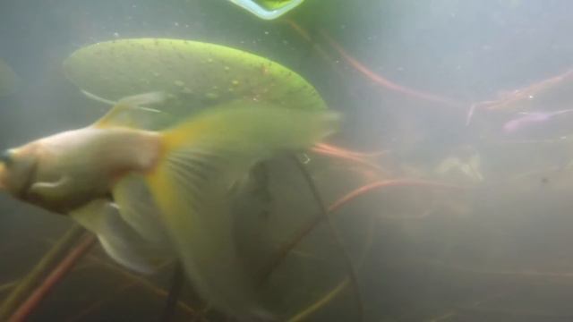 Пруд в саду // ПОДВОДНАЯ ЖИЗНЬ смотреть онлайн