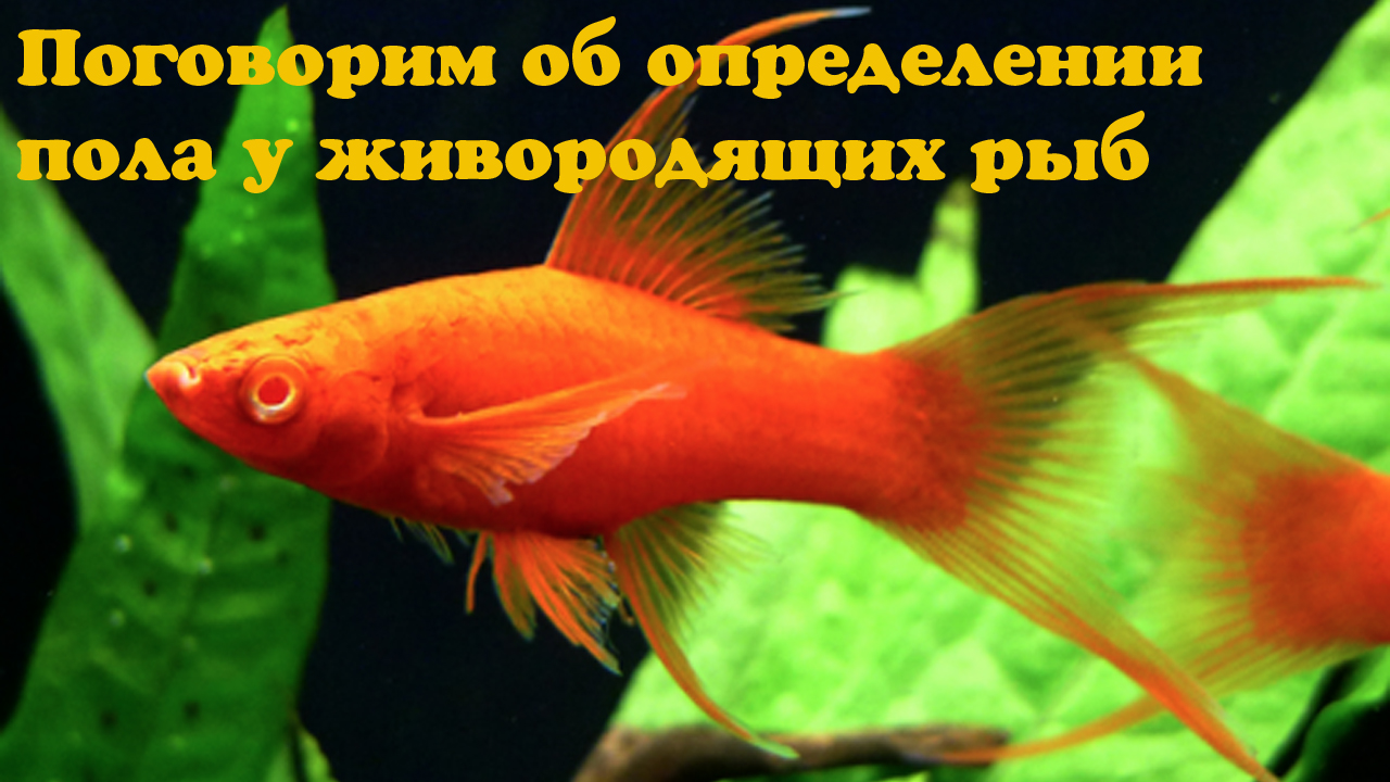 Живородящие