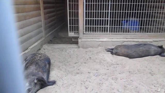 Свиньи спят и отдыхают! (сало уронили) смотреть онлайн