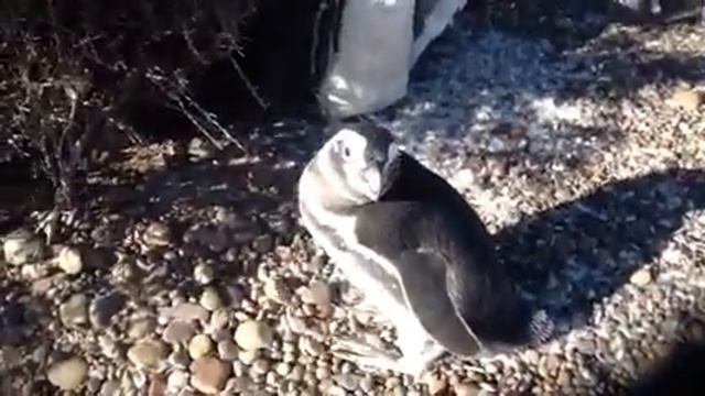 PUNTA TOMBO - PATAGÔNIA ARGENTINA - RODANDO O MUNDO смотреть онлайн