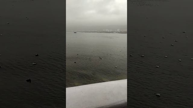 Геленджик. Стая чаек. смотреть онлайн