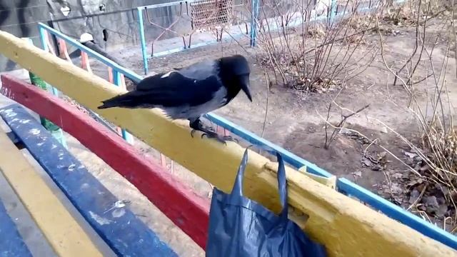 Ворона-воровка смотреть онлайн