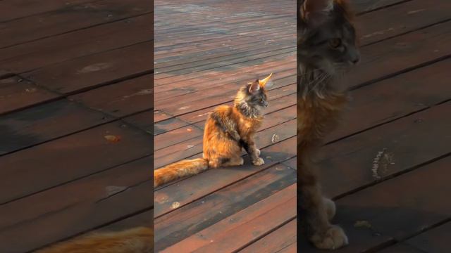 Венома вы вчера уже видели а вот вам Двуликий из вселенной Бэтмена: смотреть онлайн