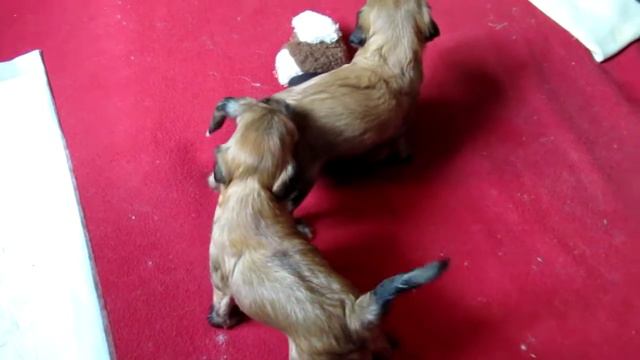 щенки тибетского терьера (3 недели) смотреть онлайн