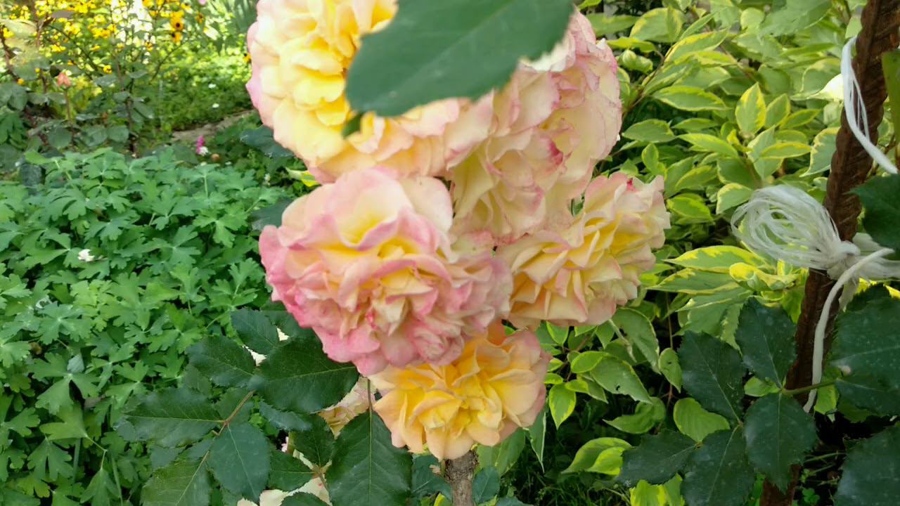 Розы. Кустовые розы, Шрабы в моем саду. смотреть онлайн