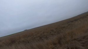 Охота на фазана с Бретонским Эпаньолем