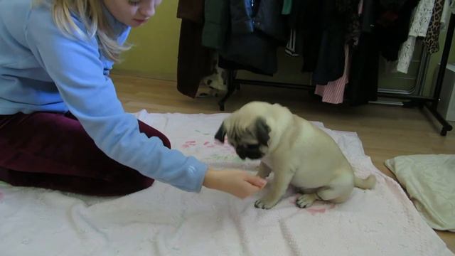 Научила за час. Мопсик выполняет команды смотреть онлайн