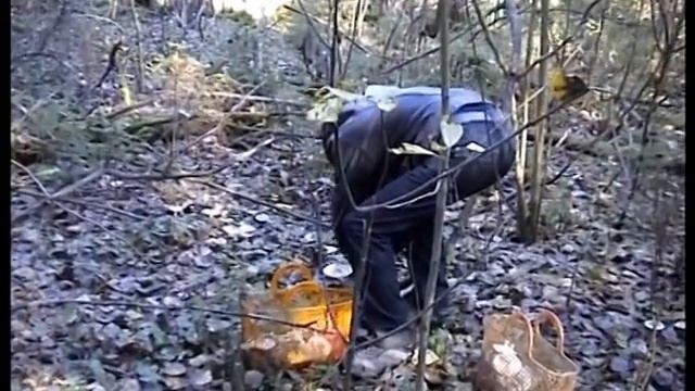 ? Рядовки дымчато - серые. Ведьмин круг. Грибы. смотреть онлайн
