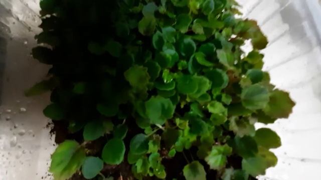 Может ли высота контейнера влиять на посевы бегонии?! смотреть онлайн