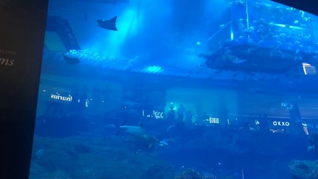 Дубай 2021: что посмотреть в Dubai mall смотреть онлайн