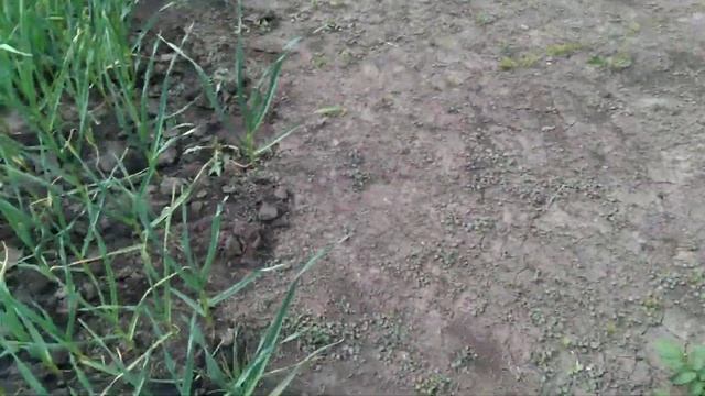 Еще раз про лечебный лук Суворова. И наш огородик. смотреть онлайн