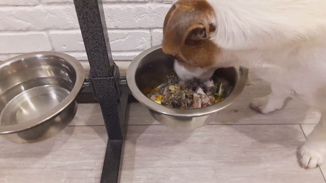 Добавки для собак при натуральном кормлении. Никаких промышленных подкормок смотреть онлайн