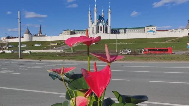 Антуриум Карма пинк / Anthurium Karma Pink на фоне мечети Кул-Шариф, республика Татарстан, г. Казань