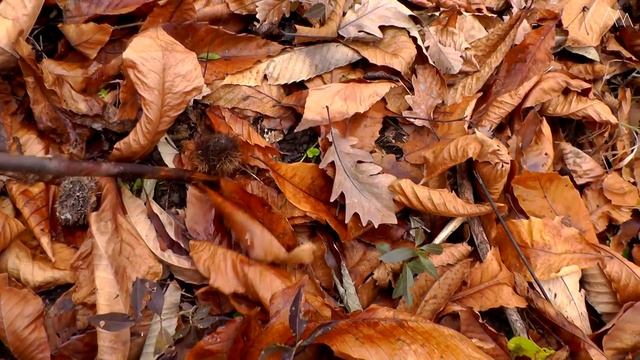 ? СБОР ЛЕСНЫХ КАШТАНОВ. Собираем и готовим каштановые орехи смотреть онлайн