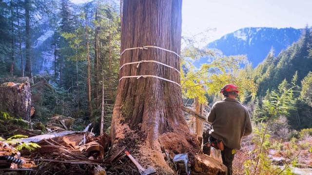 13. Jacking a Cedar beside an Avalanche Chute смотреть онлайн