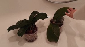 МОШКИ на орхидеях || Как ИЗБАВИТЬСЯ от мошек на орхидеях