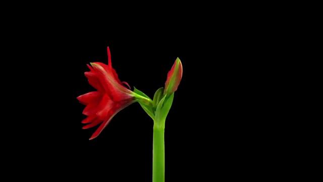 Oleg Kireyev - When flowers bloom. Enigma Sax. Chillout music for the soul relax смотреть онлайн