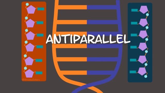 DNA Replication (Updated) смотреть онлайн