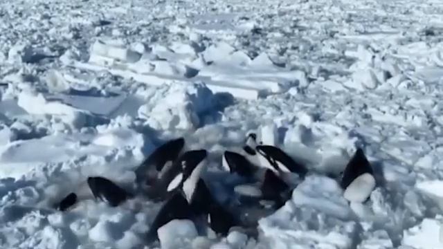 12 косаток попали в ловушку в японских территориальных водах смотреть онлайн